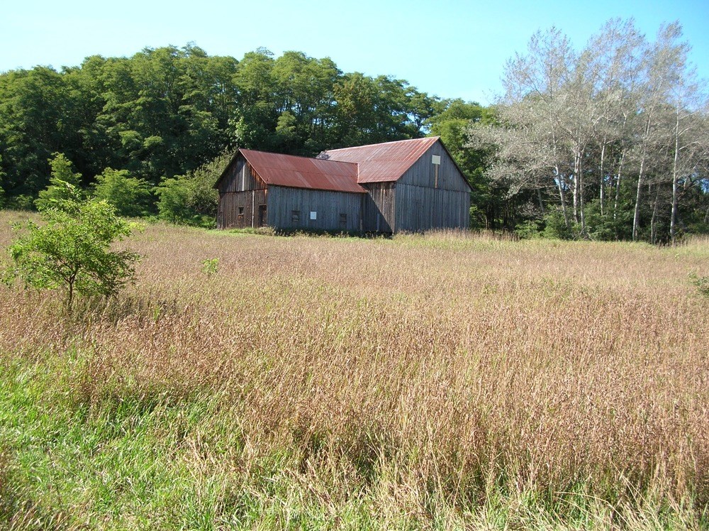 Wooden barn at the edge of a field of tall grass, in front of a woodlot