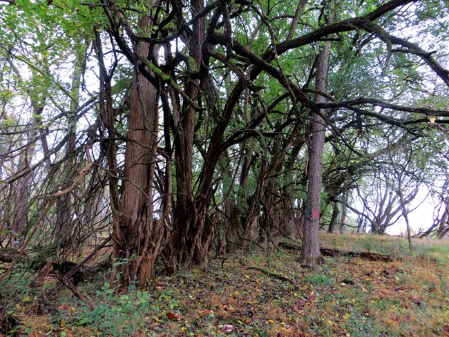 A row of Osage orange trees with interwoven branches
