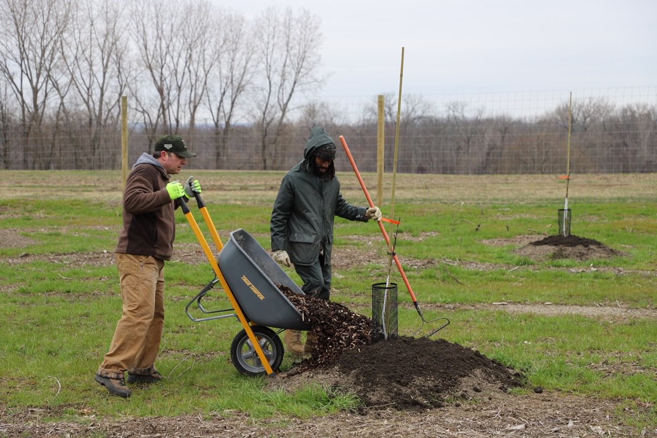 Two people use a wheelbarrow and rake to dump mulch around the base of a newly-planted orchard tree. The tree is a slender truck painted white, tied to a stake, and protected by a cylindrical cage.