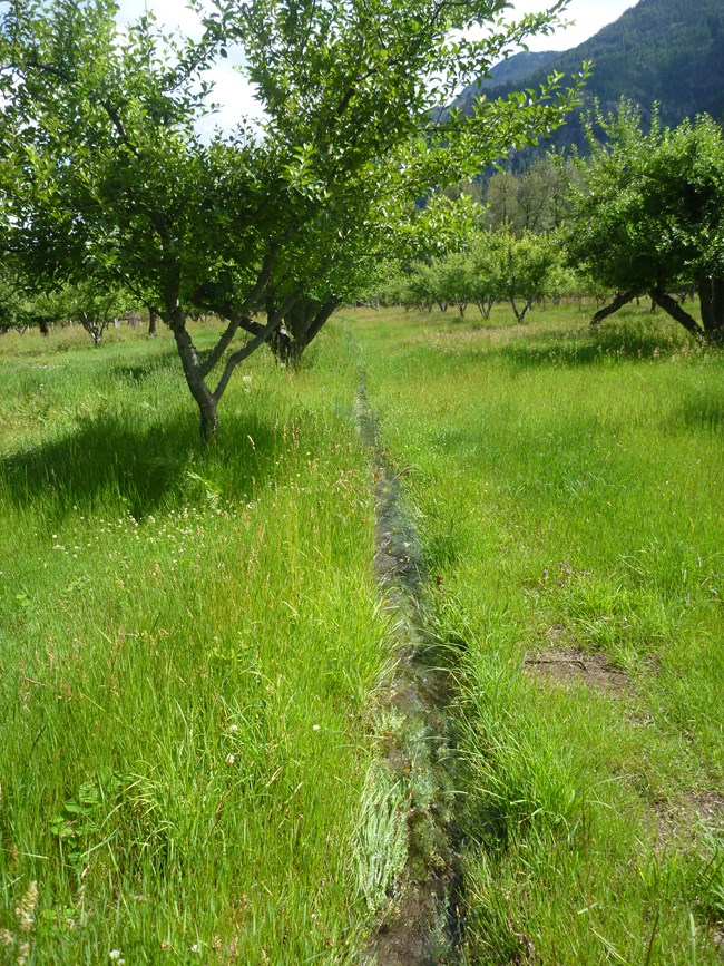 Water flows through an irrigation ditch alongside a row of apple trees with leafy branches