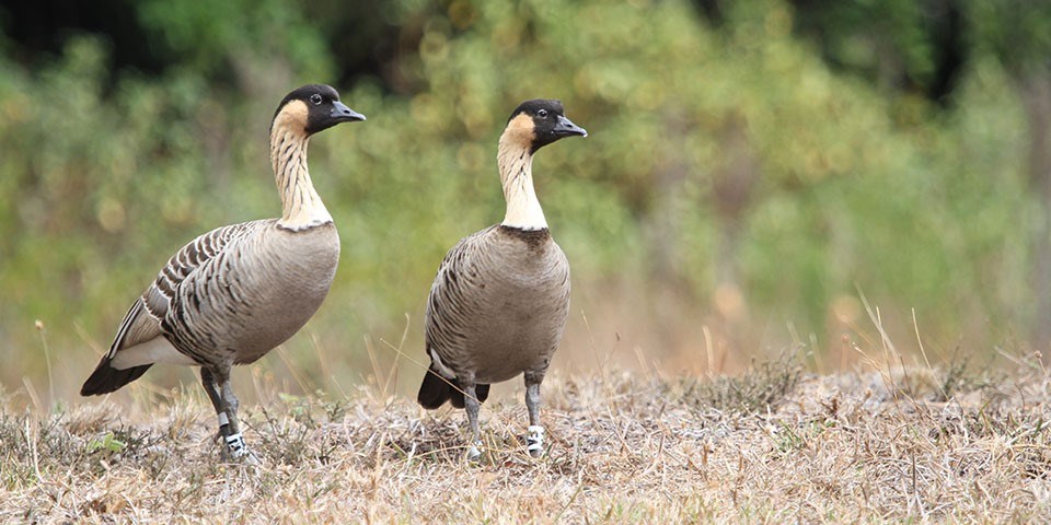 A pair of nēnē standing on the ground, large geese with white necks and black heads