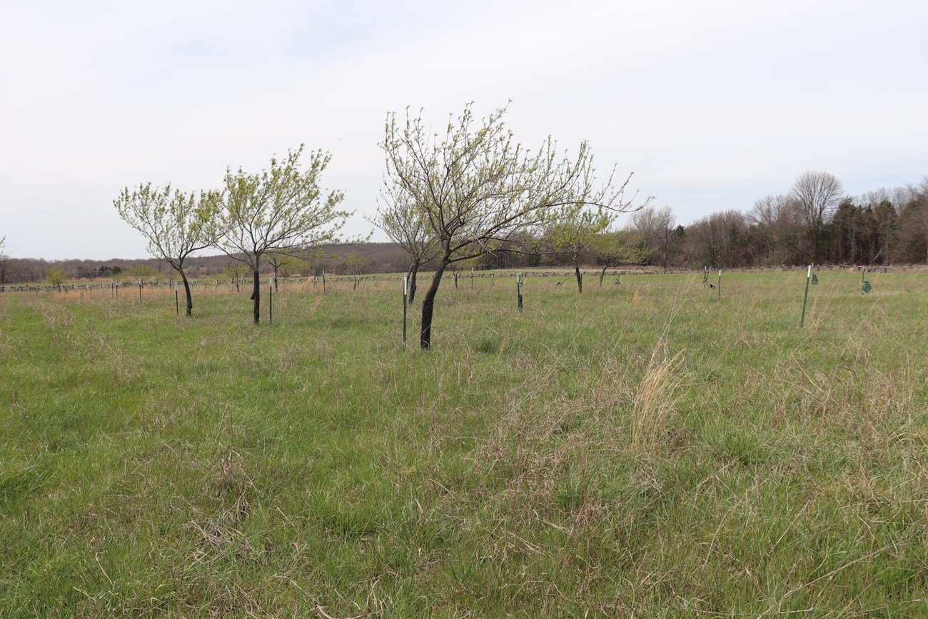 A row of small fruit trees with some leaves grows in a grassy field