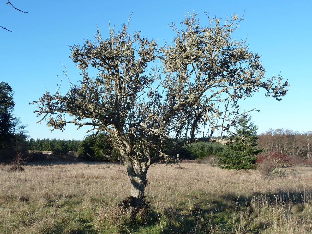 Leafless fruit tree with dense branches and an upright, open canopy, surrounded by open grassy area.