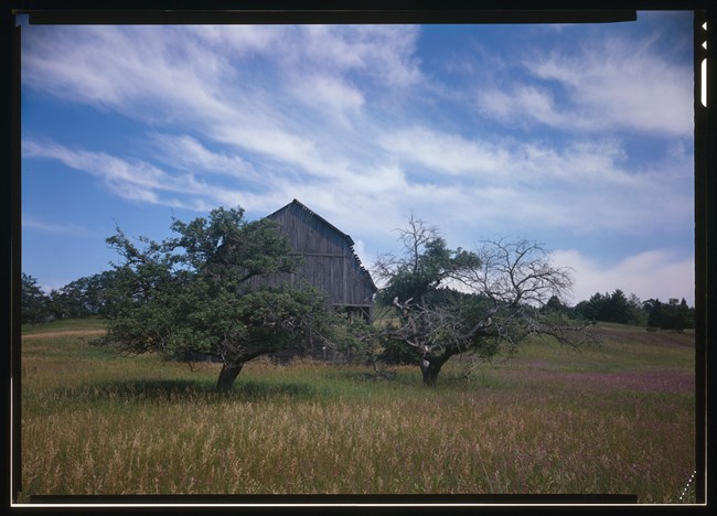 Remnant orchard trees beside a wooden barn, surrounded by grassy field