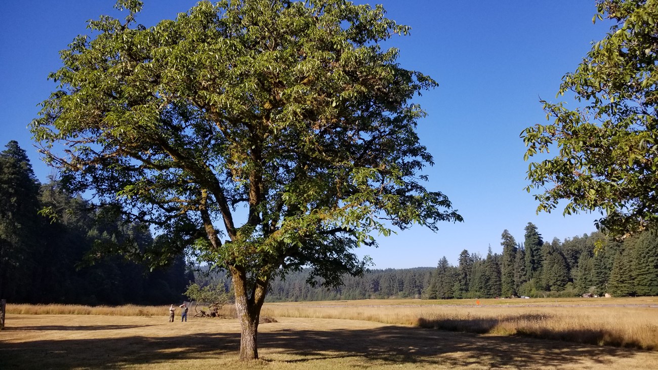 A walnut tree grows in a prairie of short, dry grass, framed by conifers.