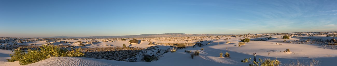 Panorama of extensive dunefield, with scattered vegetation sending long shadows over rippling sand.