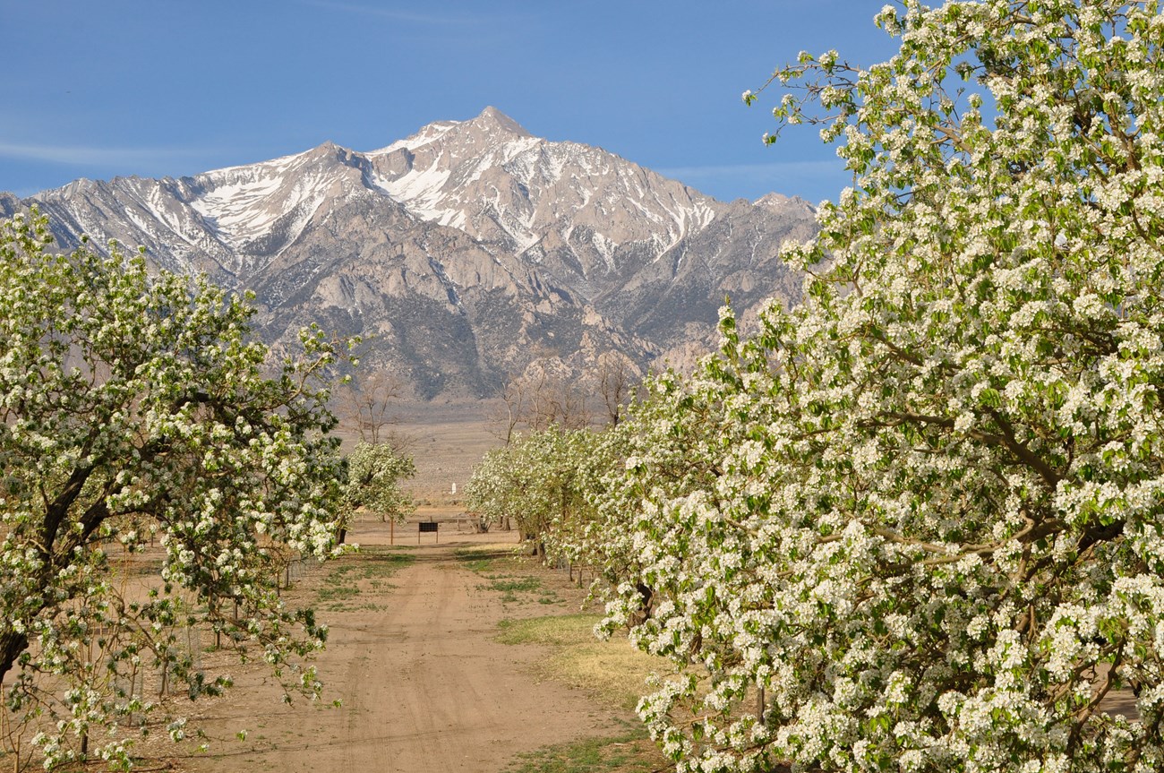 Rocky mountains with a dust of snow rise in the distance behind rows of mature, blooming fruit trees