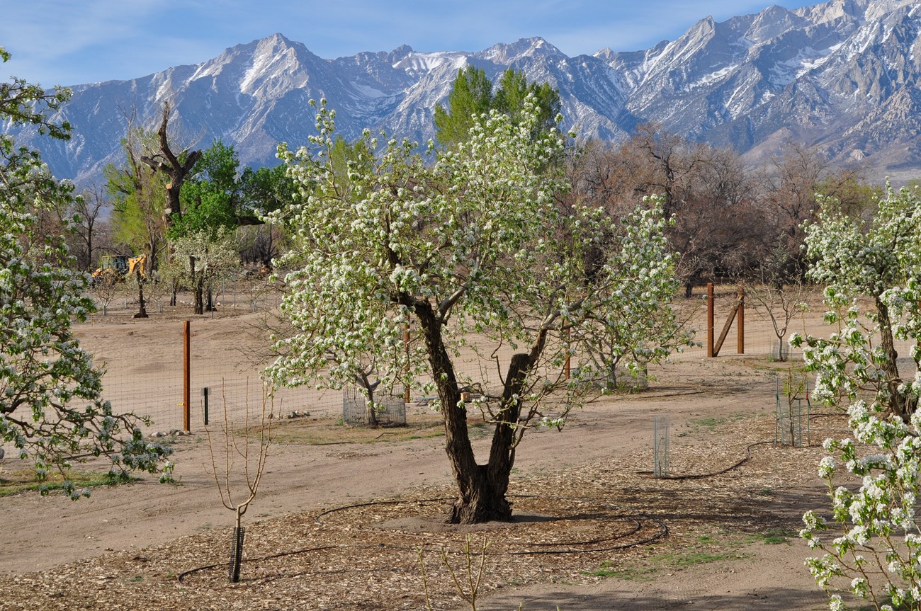 An orchard row includes a mature, flowering fruit tree and young trees, with mulch, irrigation, and fencing