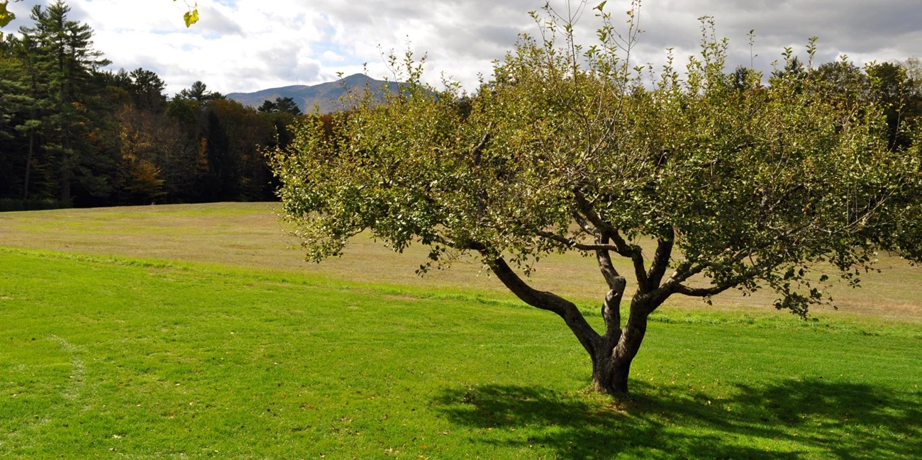 Apple tree at Saint-Gaudens NHS Short apple tree growing in turf, with a short trunk and wide leafy canopy