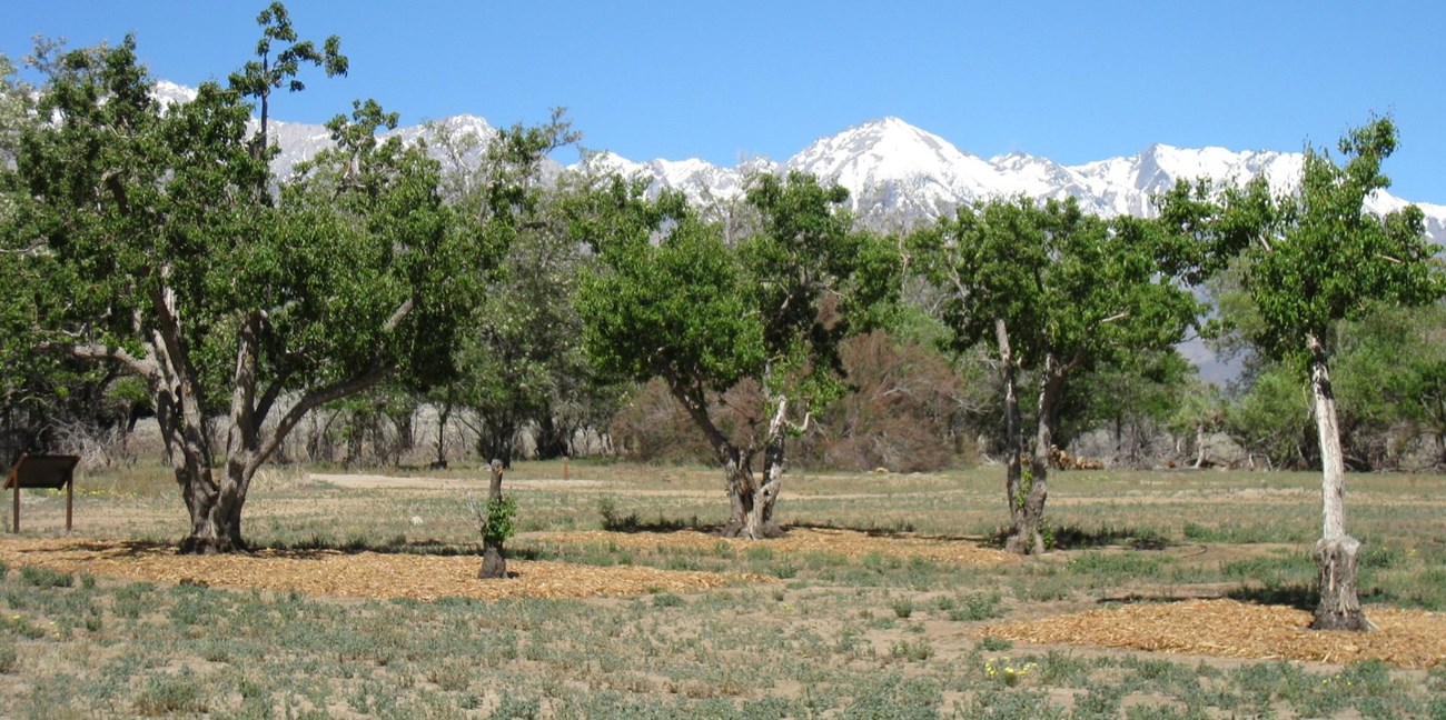 Rough shredded mulch surrounds the base of mature fruit trees in a dry environment with snowy mountains in the back