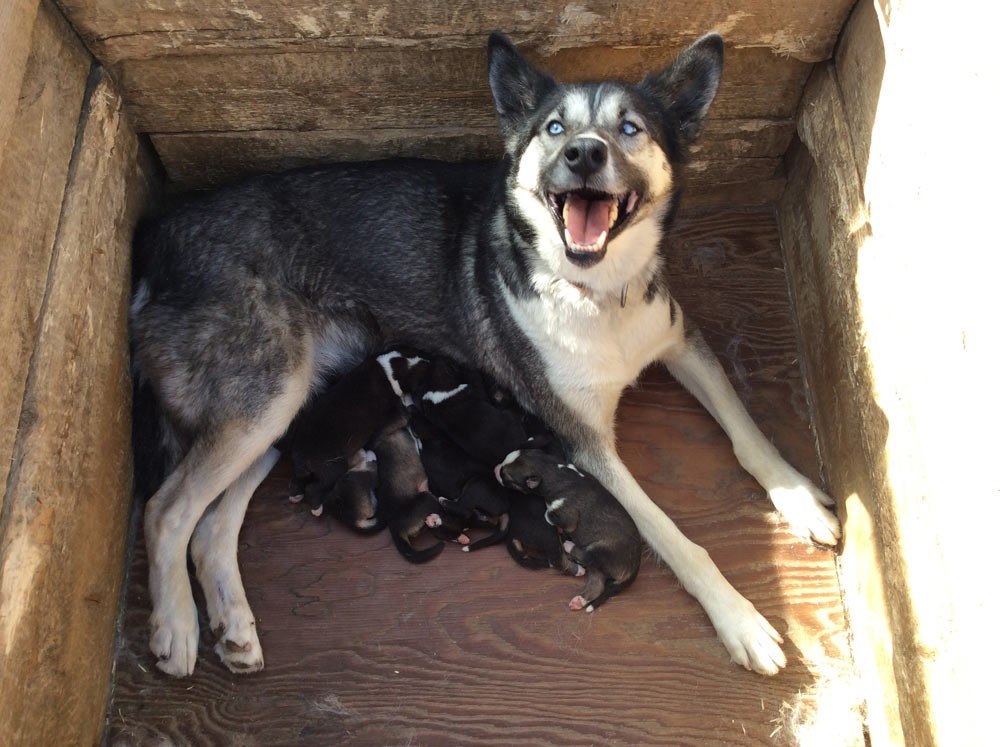 female sled dog in a dog house nursing 7 puppies