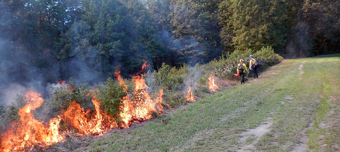A firefighter ignites a prescribed fire along a line of shrubs using a drip torch, while another firefighter monitors with a rake.