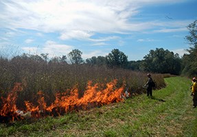 A firefighter pauses after igniting a line of dry grasses in a meadow.