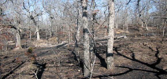 Blackened forest floor with deciduous tree before leafing out.