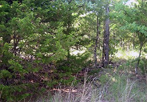 Thick Eastern red cedar prior to thinning.