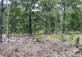 Blackened forest floor with deciduous tree before leafing out.