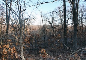 Blackened forest floor with deciduous tree before leafing out.