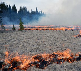 Small flames in rows consume grasses in a meadow.