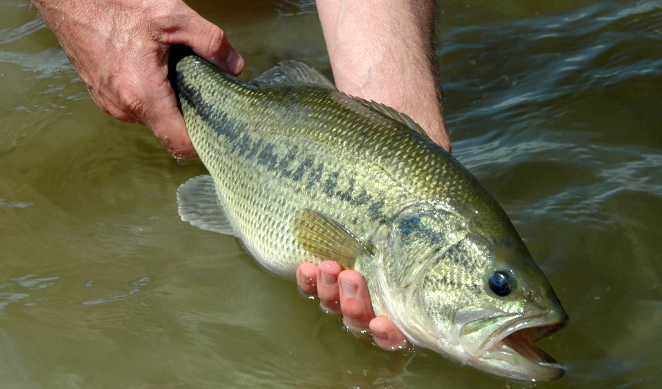 How to Handle Fish Caught During Flats Fishing to Ensure Their Survival?  