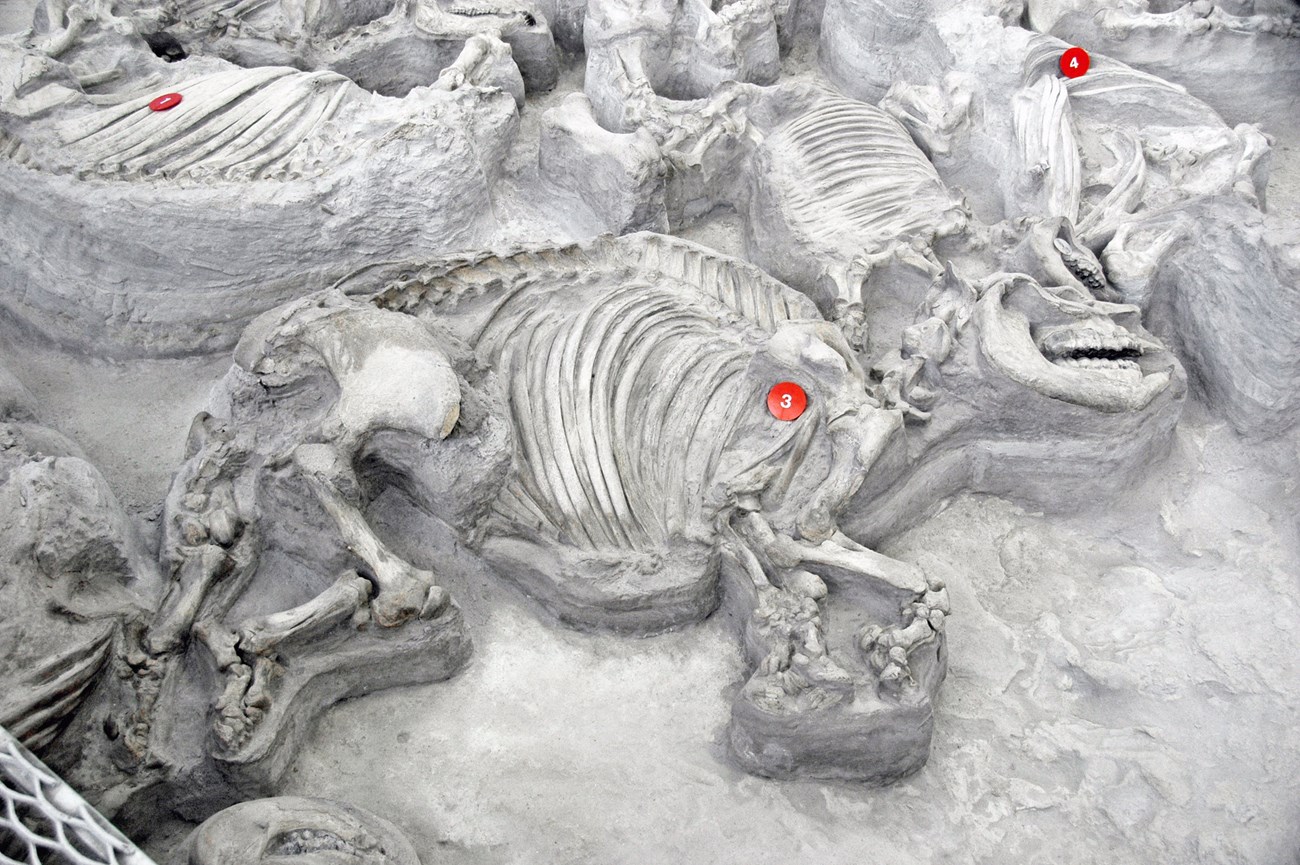 52290192390_22c32dd39e_k Photo of fossil rhino skeletons exposed in a quarry.