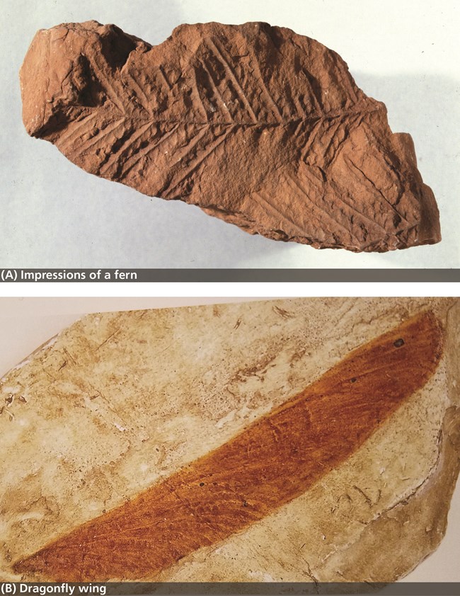 5c7041ff-f208-4428-ad69-6f928dd73849Original Two photos of fossil leaf impressions