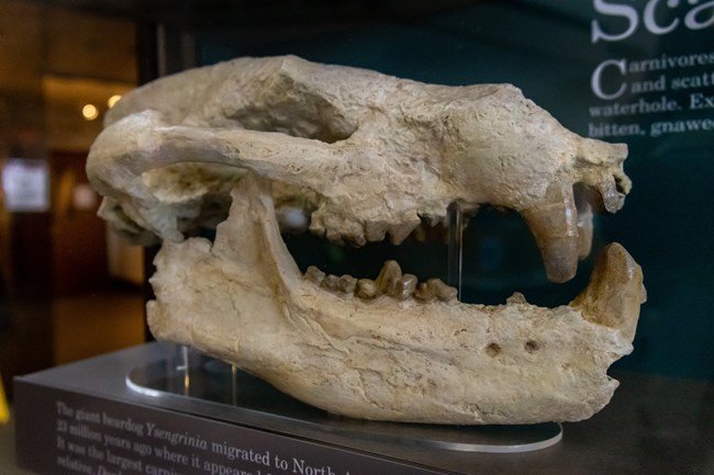 AGFO 958954d0-7d2d-455e-af63-6d94b72cafddOriginal Photo of a fossil bear skull.