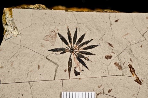 FLFO Picture12 Photo of a fossil plant.