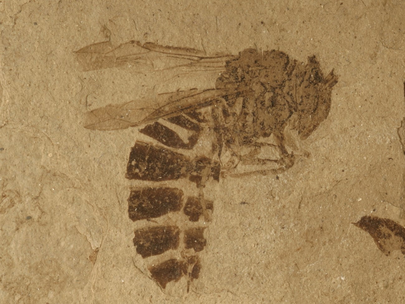 Photo of a fossil wasp on a rock slab.