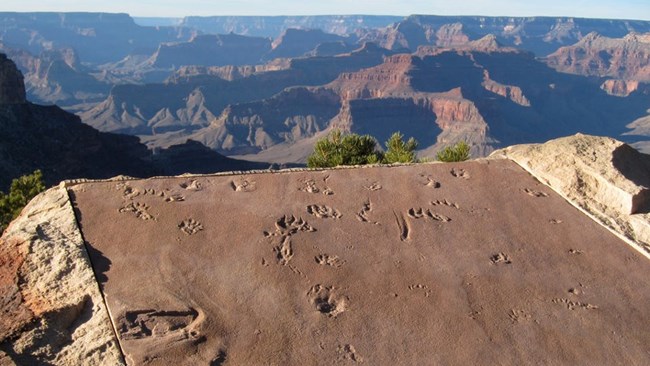 GRCA Picture9 Photo of a fossil trackway display on the rim of Grand Canyon.