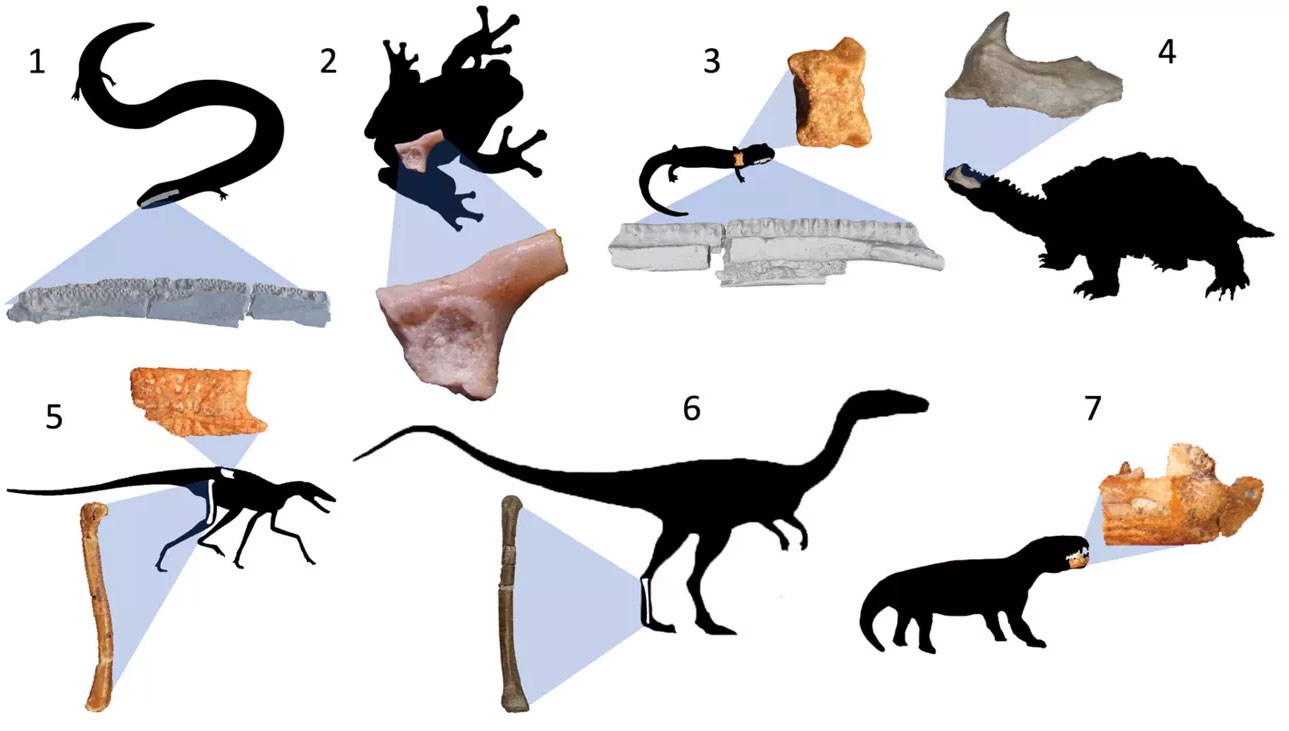 KLIGMAN-FIG-3 Seven images pairing fossils and silhouettes of animals