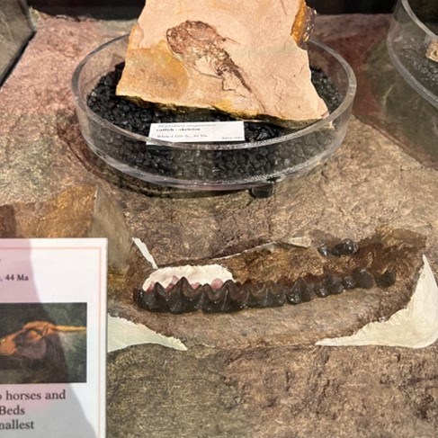 Picture1 clarno Photo of small fossils on display for public viewing