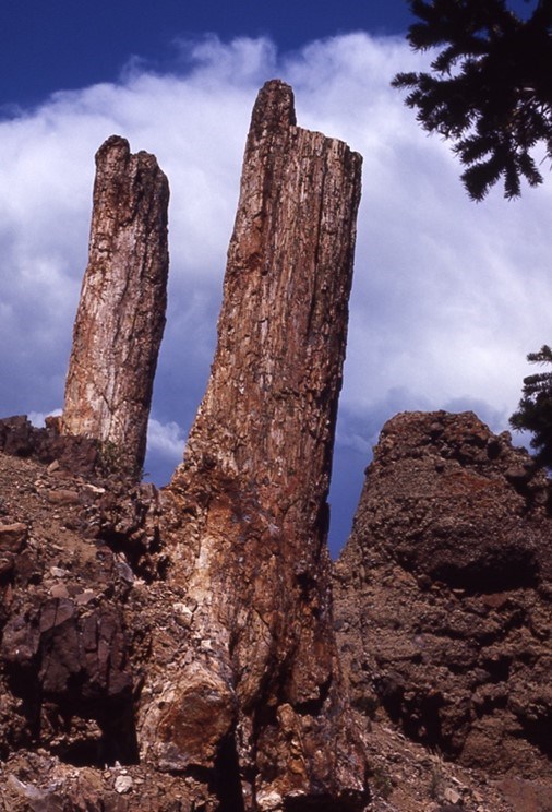 YELL Picture10 Photo of a group of fossil tree trunks in growth postition.