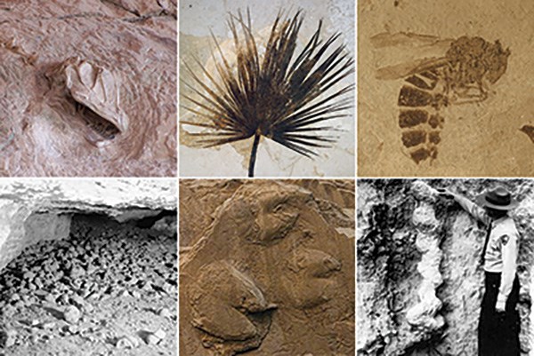 plant and animal fossils