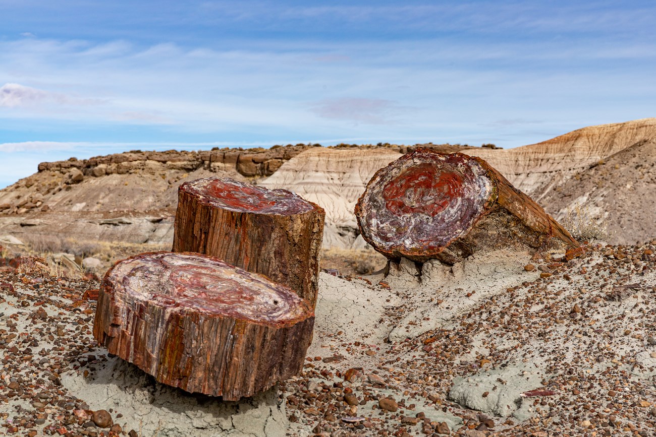 Photo of petrified wood with 2 log sections on a desert landscape.