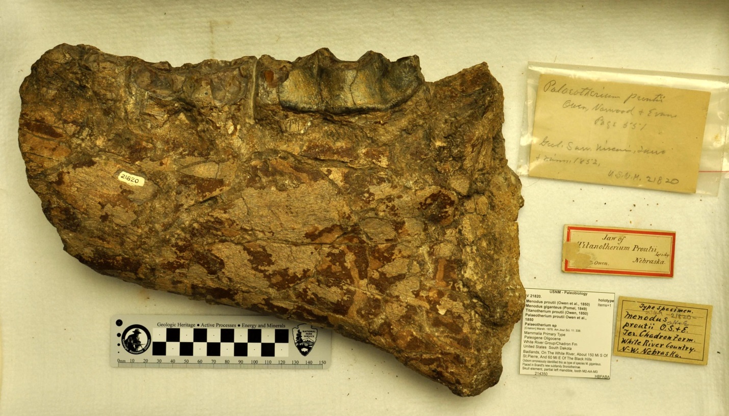 1800–1865: Antebellum through American Civil War - Fossils and Paleontology  (. National Park Service)