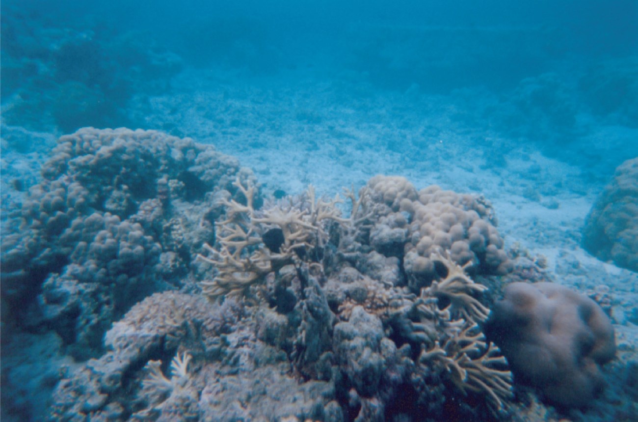 np american samoa seaflor coral@10x seaflor with coral