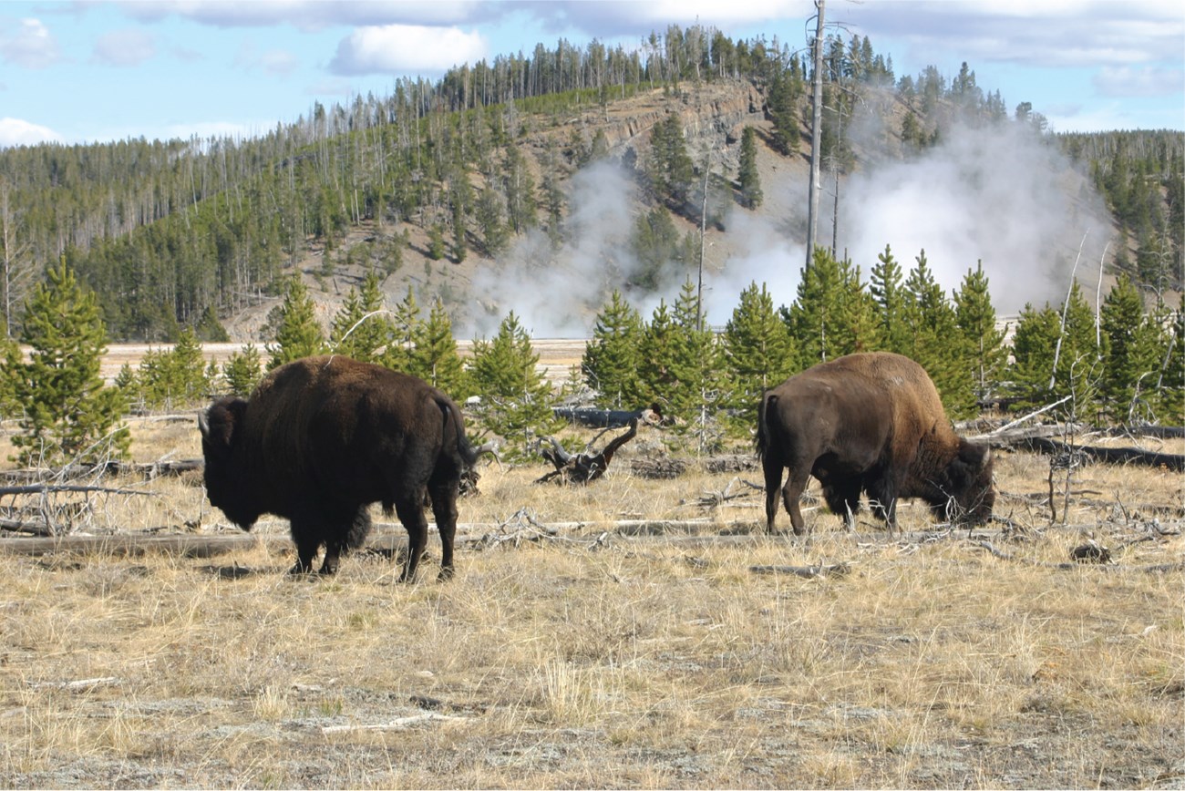 bison grazing in thermal area