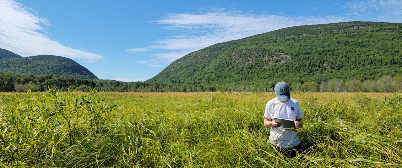 Great Meadows, Acadia National Park a person holding a clipboard stands in chest high grasses with hills behind them