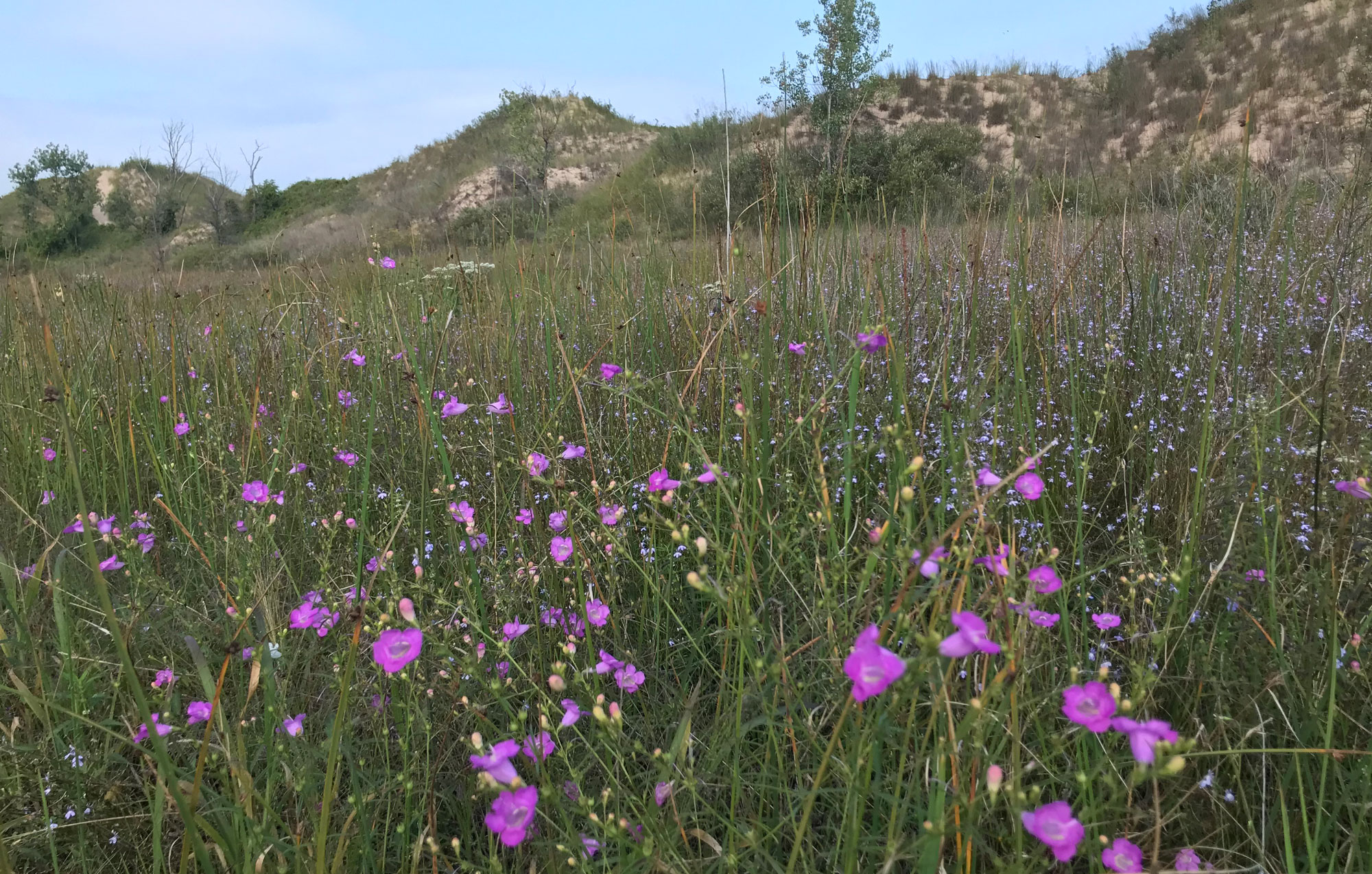 Invasive Plants - Acadia National Park (U.S. National Park Service)