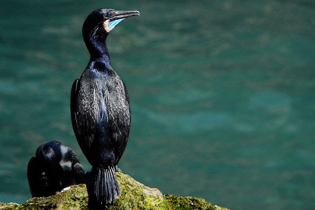 a black cormorant perched on a rock next to the ocean