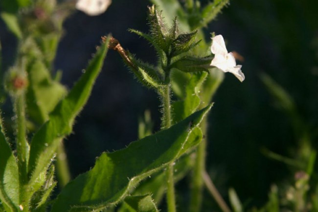 a close view of a white flower blooming on a green stem