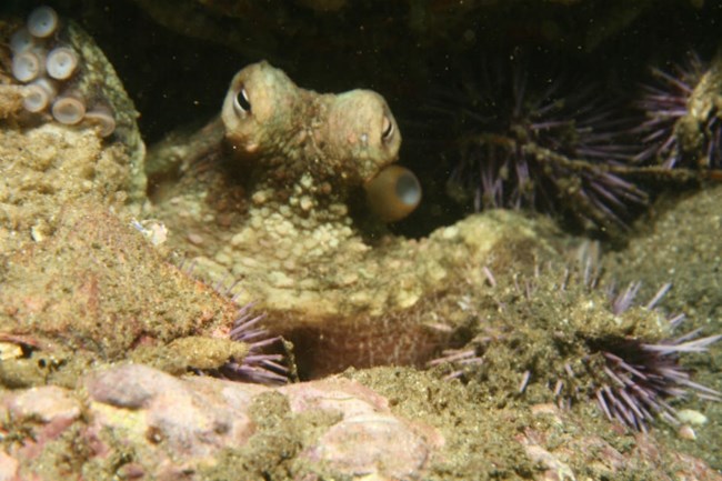 a small two-spot octopus blends in with sediment on the ocean floor