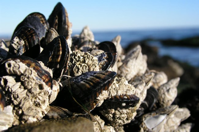 group of mussels attached to a rock with the ocean in the background