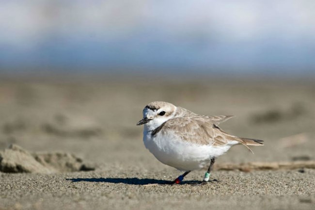 white and brown snowy plover on sandy beach