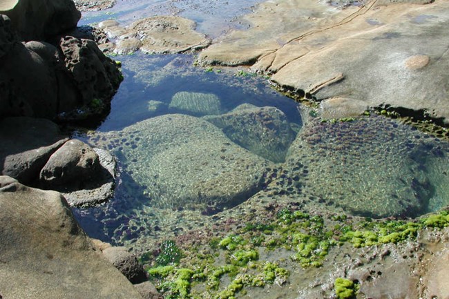 a close view of a clear pool of water among rocks, with green aquatic plants visible