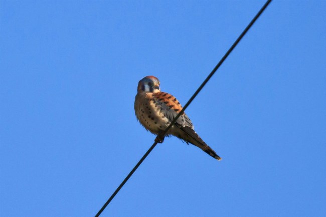 Brown, white, and black kestrel perched on a telephone wire