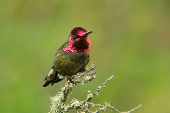 green and scarlet hummingbird perched on a branch