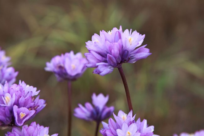 close up view of purple flowers on green stems