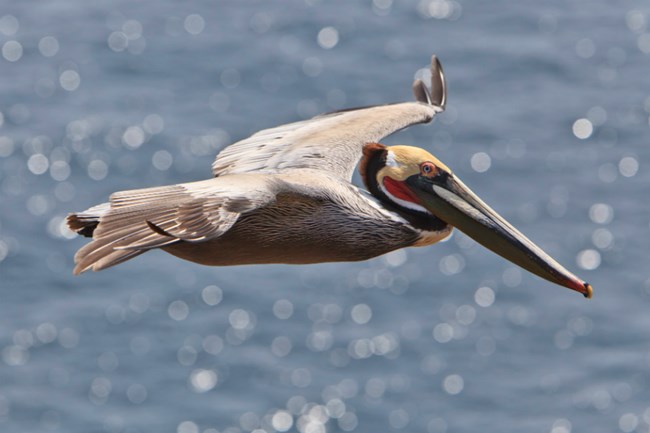 brown pelican gliding over the ocean with wings outstretched