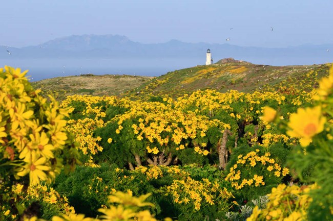 field of blooming coreopsis with yellow flowers and green leaves with view of Anacapa lighthouse in distance